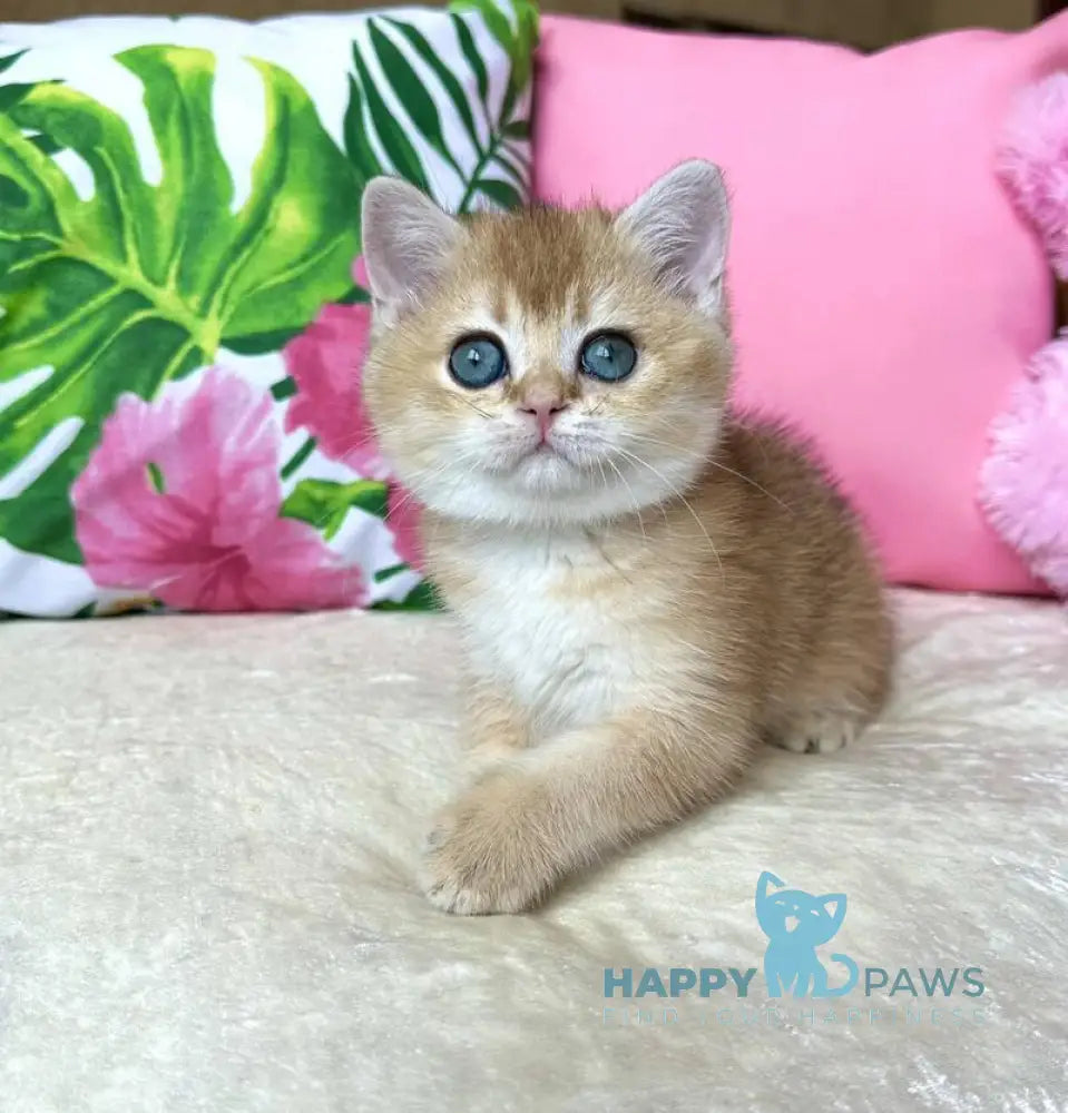 Nixie British Shorthair female black golden shaded live animals
