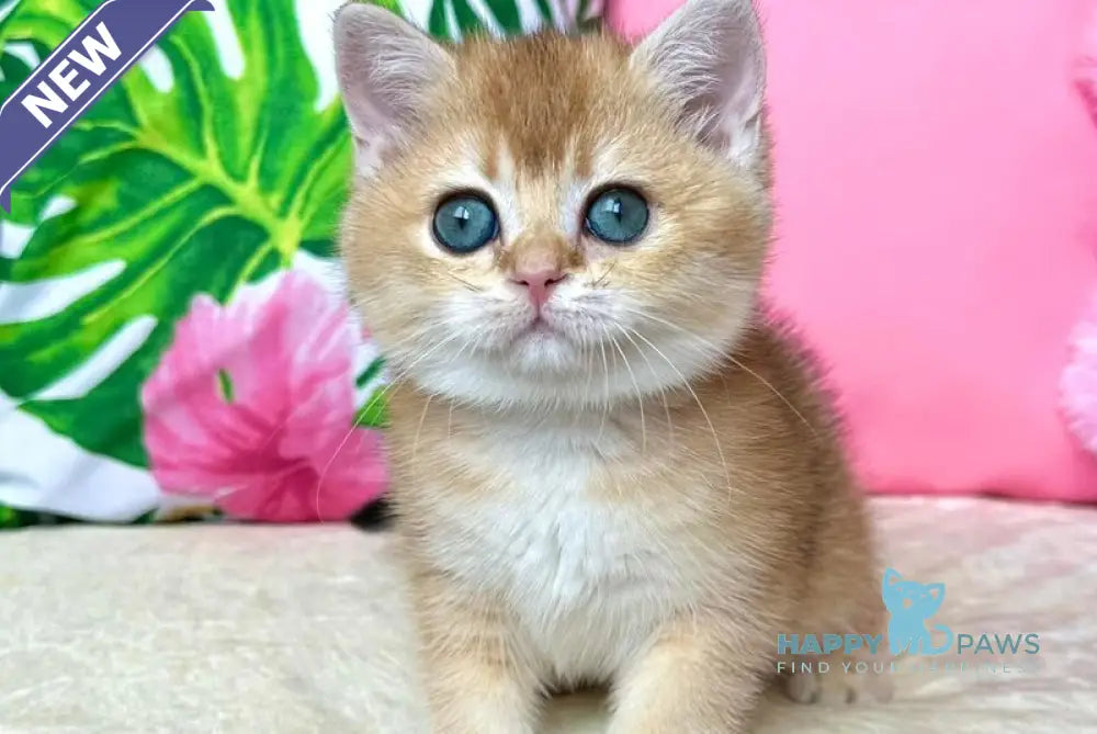 Nixie British Shorthair female black golden shaded live animals