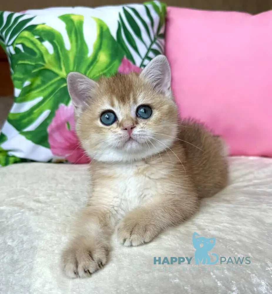 Nixie British Shorthair female black golden shaded live animals