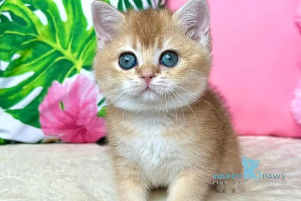 Nixie British Shorthair female black golden shaded live animals
