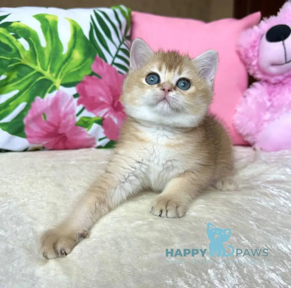 Nixie British Shorthair female black golden shaded live animals