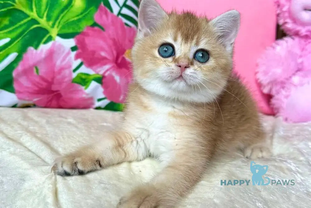 Nixie British Shorthair female black golden shaded live animals