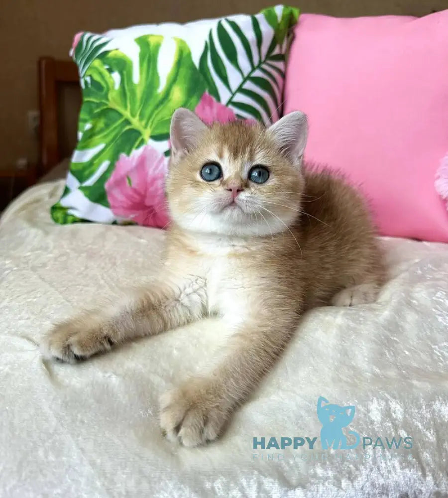 Nixie British Shorthair female black golden shaded live animals