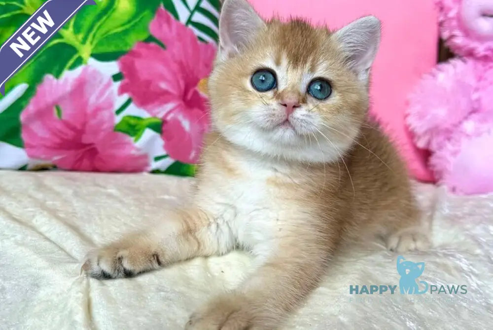 Nixie British Shorthair female black golden shaded live animals