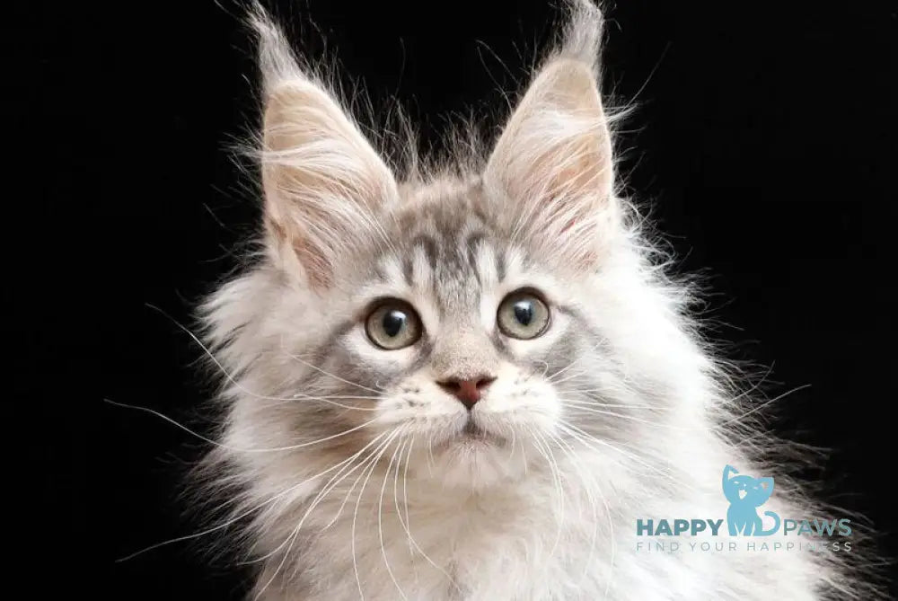 Nixie Maine Coon female blue silver tabby live animals