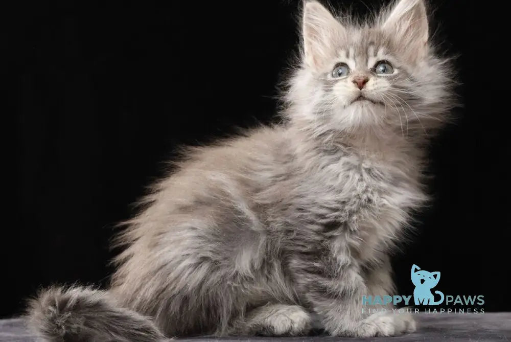 Nixie Maine Coon female blue silver tabby live animals