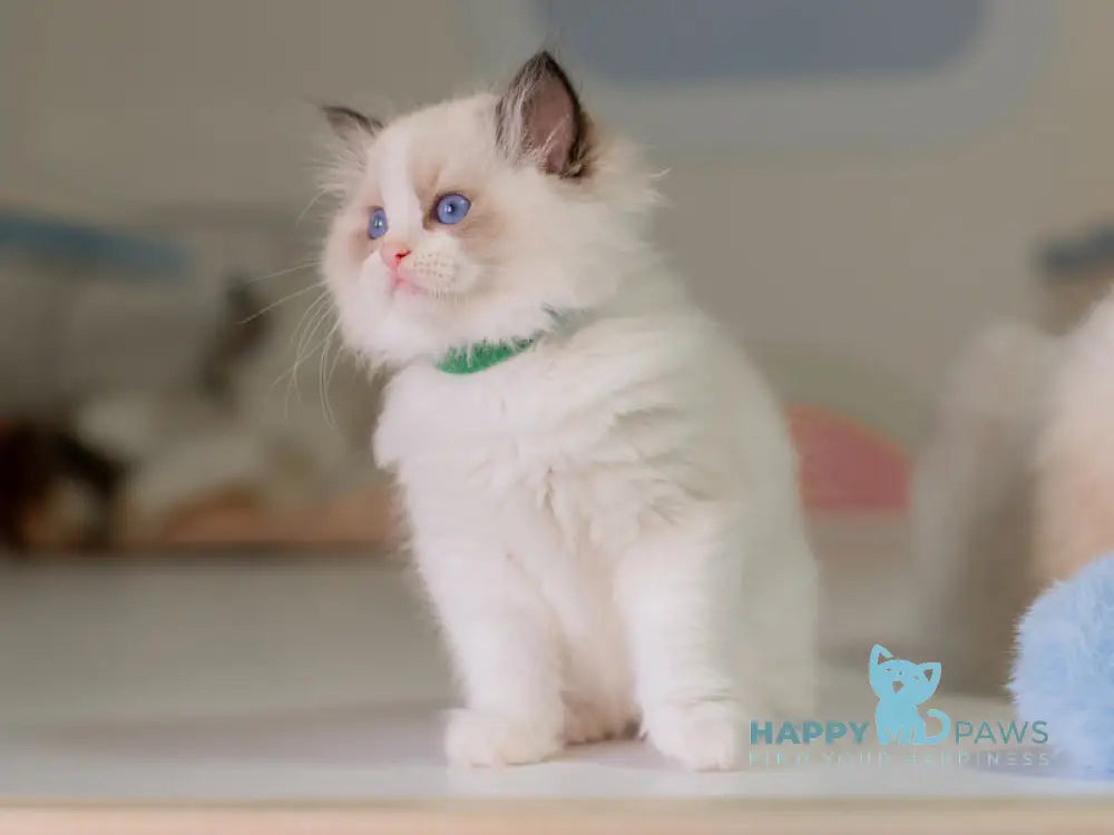 Nixon Ragdoll male seal bicolour live animals