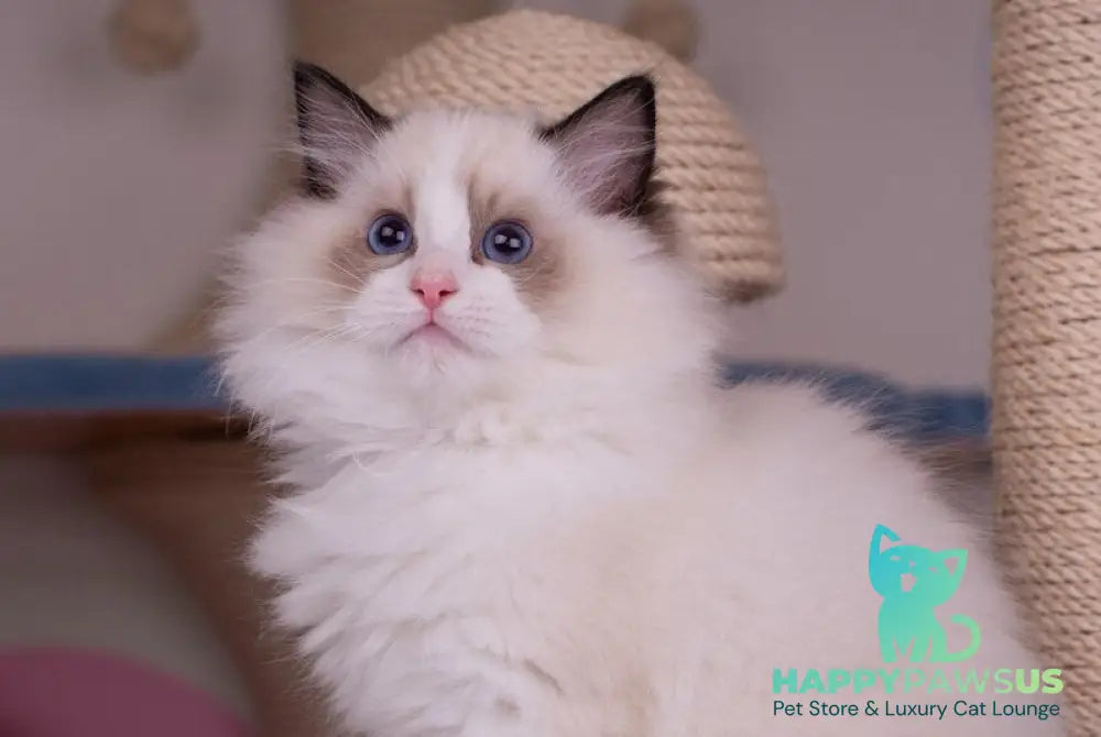 Nixon Ragdoll male seal bicolour live animals
