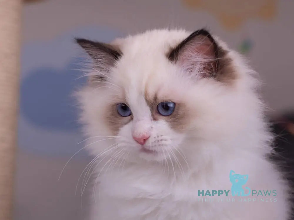 Nixon Ragdoll male seal bicolour live animals