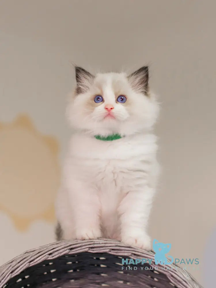 Nixon Ragdoll male seal bicolour live animals