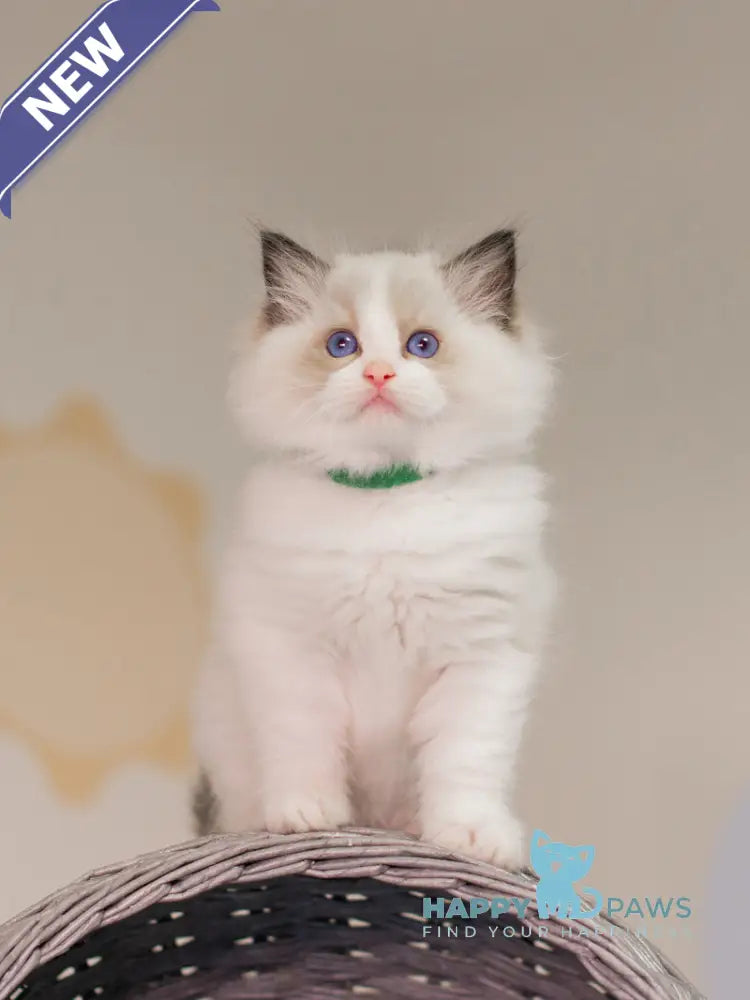 Nixon Ragdoll male seal bicolour live animals
