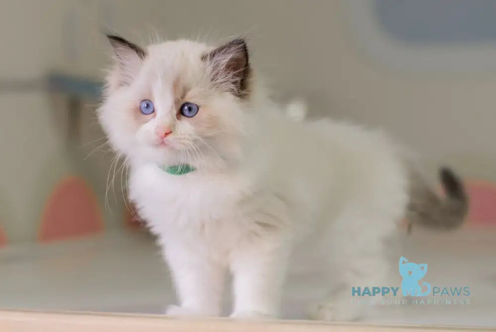 Nixon Ragdoll male seal bicolour live animals