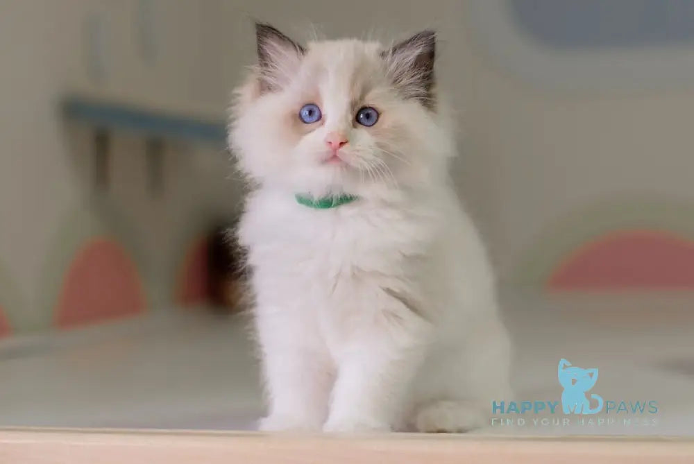 Nixon Ragdoll male seal bicolour live animals