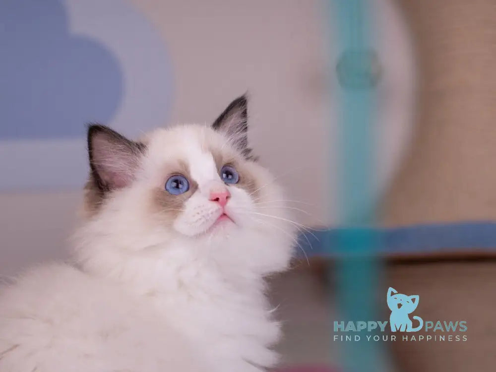 Nixon Ragdoll male seal bicolour live animals