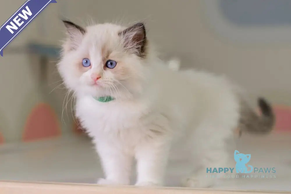 Nixon Ragdoll male seal bicolour live animals