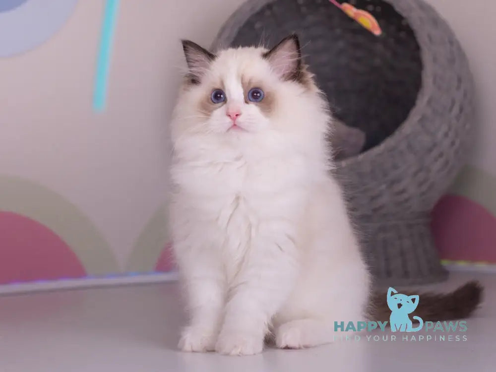 Nixon Ragdoll male seal bicolour live animals