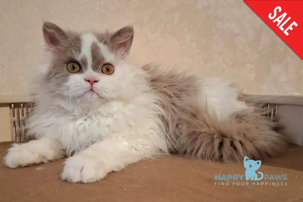Nixon Selkirk Rex male lilac bicolour live animals