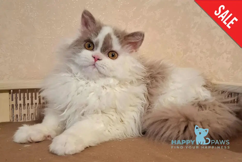 Nixon Selkirk Rex male lilac bicolour live animals