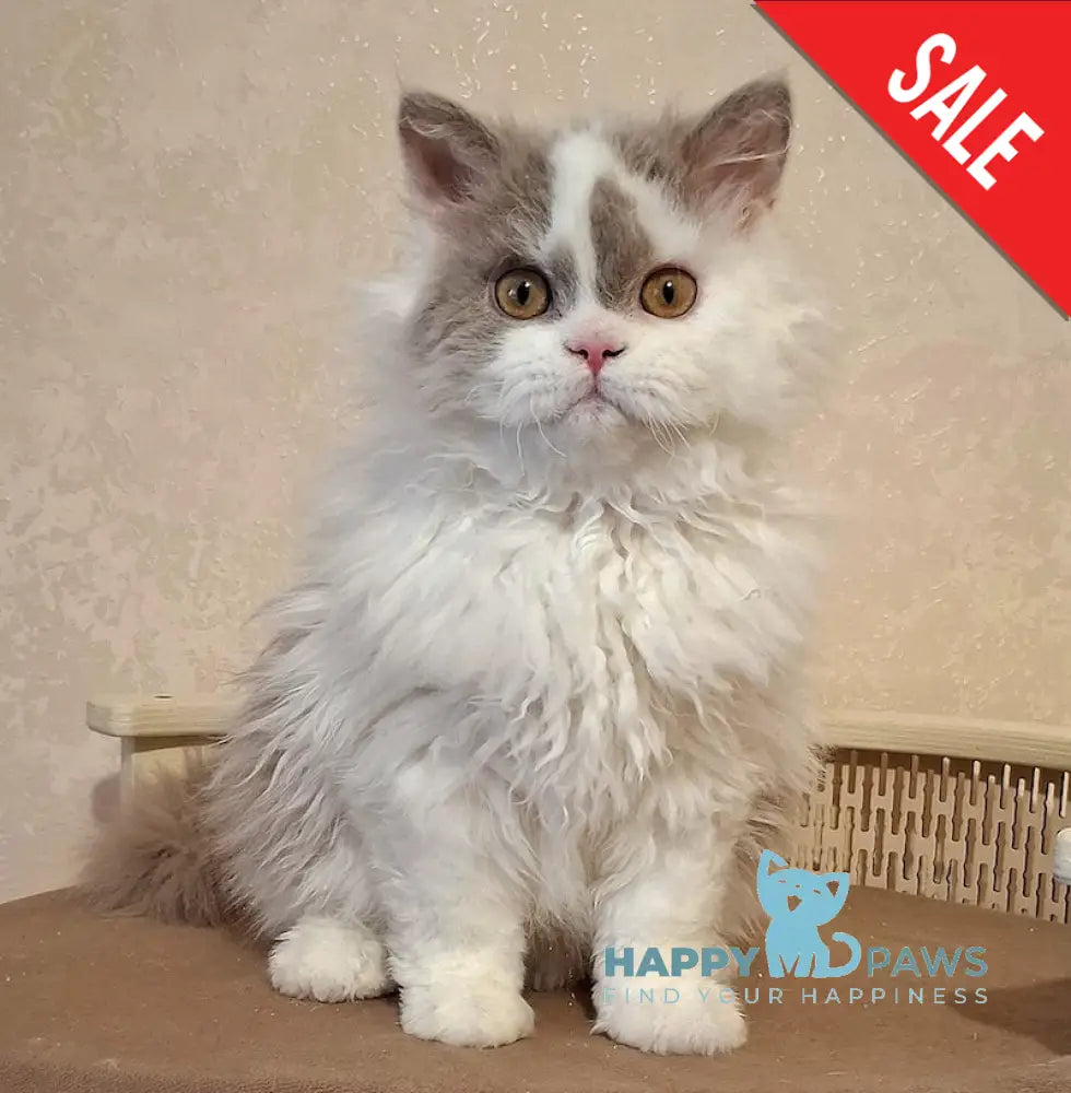 Nixon Selkirk Rex male lilac bicolour live animals