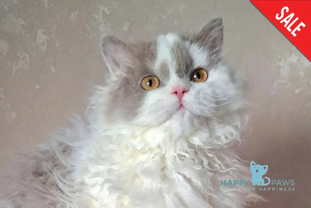 Nixon Selkirk Rex male lilac bicolour live animals