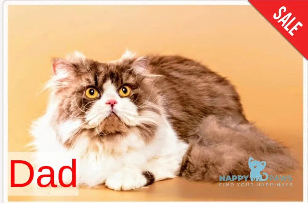 Nixon Selkirk Rex male lilac bicolour live animals