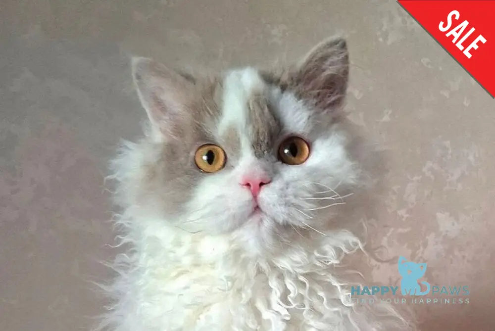 Nixon Selkirk Rex male lilac bicolour live animals