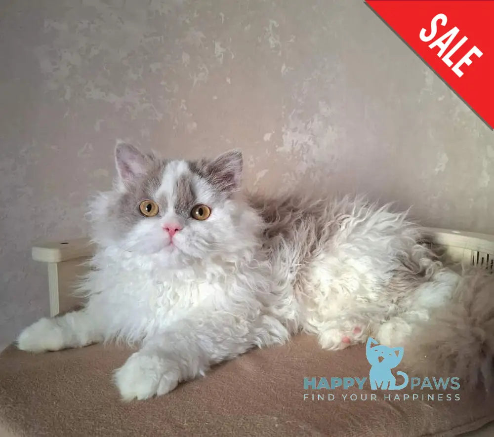 Nixon Selkirk Rex male lilac bicolour live animals