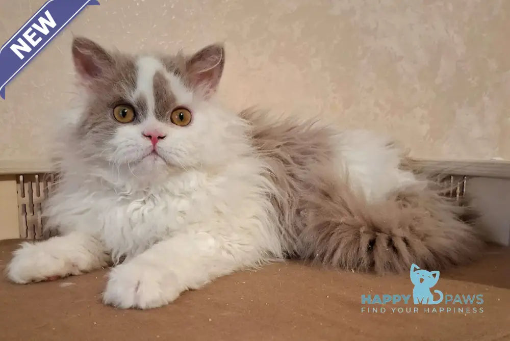 Nixon Selkirk Rex male lilac bicolour live animals