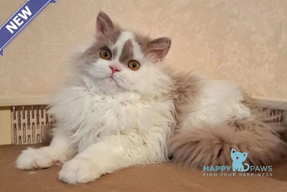 Nixon Selkirk Rex male lilac bicolour live animals