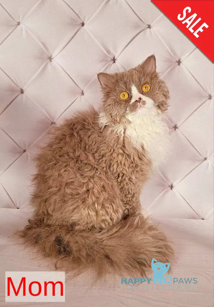 Nixon Selkirk Rex male lilac bicolour live animals