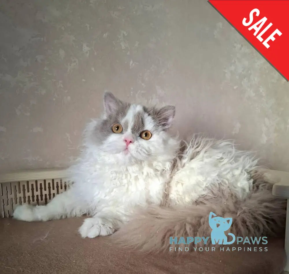 Nixon Selkirk Rex male lilac bicolour live animals
