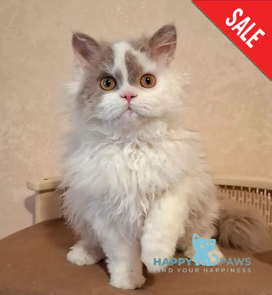 Nixon Selkirk Rex male lilac bicolour live animals