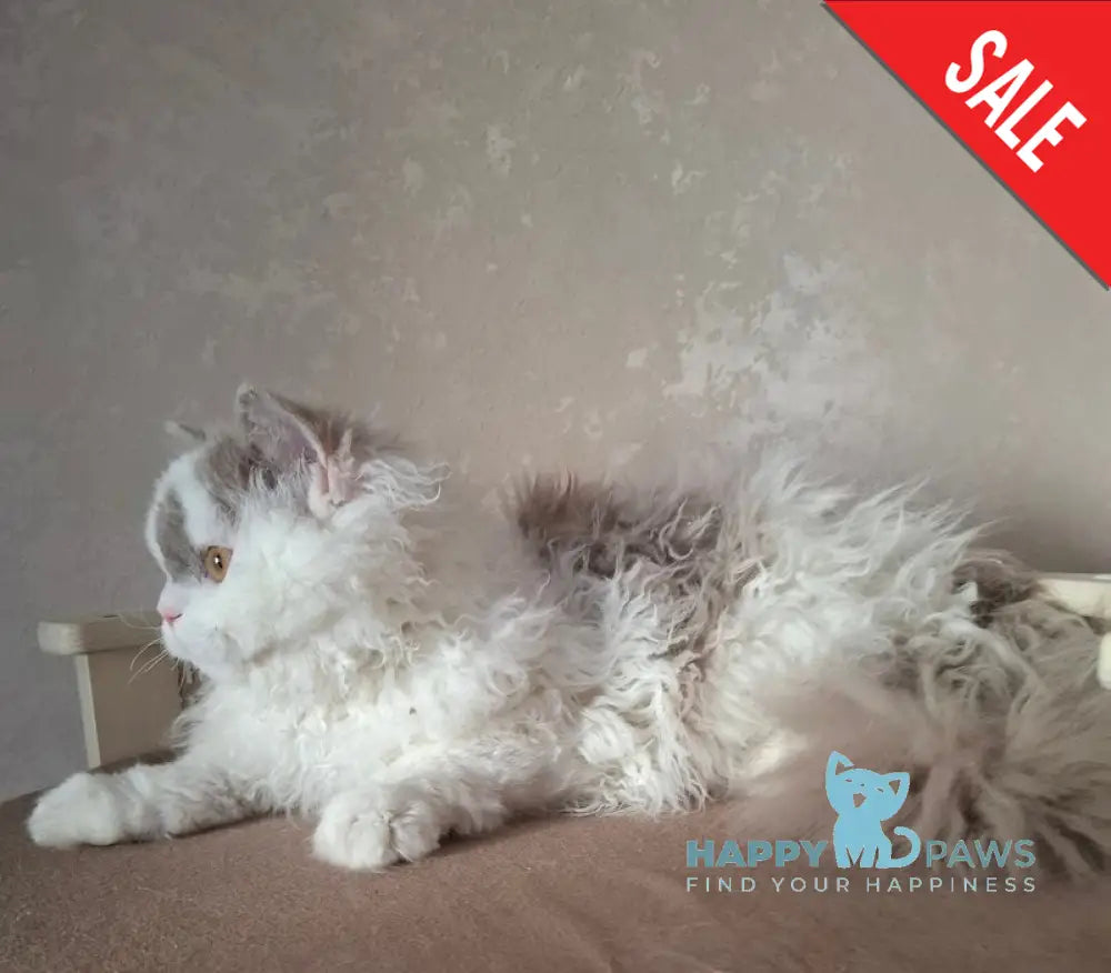 Nixon Selkirk Rex male lilac bicolour live animals