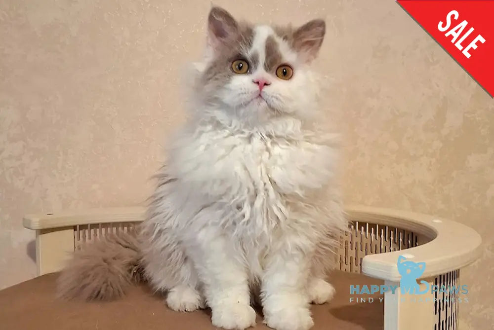 Nixon Selkirk Rex male lilac bicolour live animals