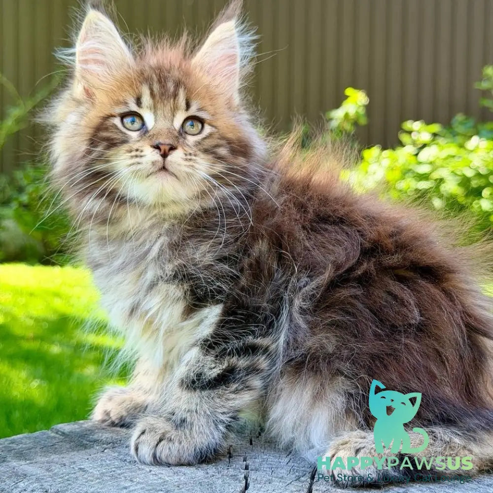 Nixx Maine Coon male black tabby - live animals