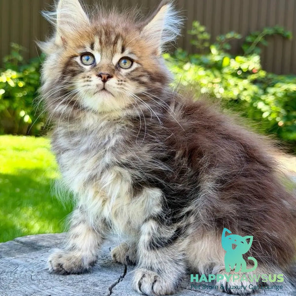 Nixx Maine Coon male black tabby - live animals