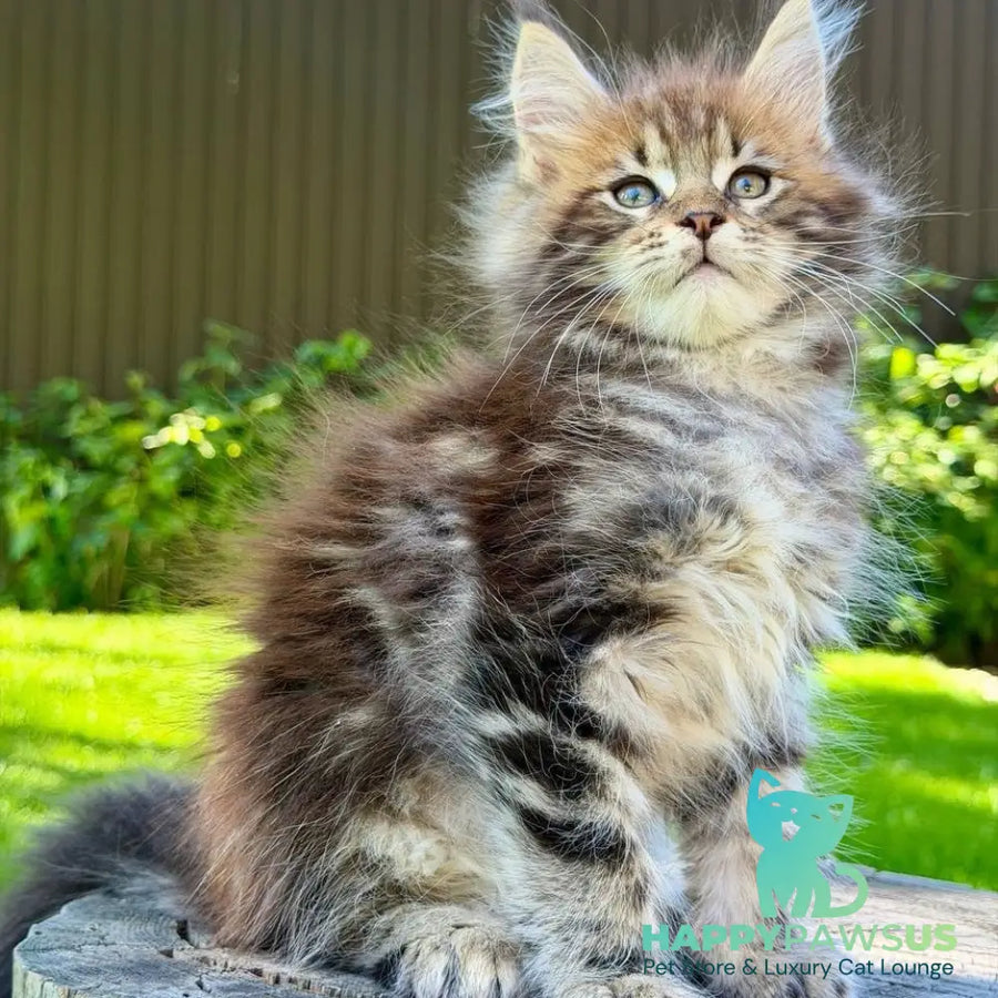 Nixx Maine Coon male black tabby - live animals