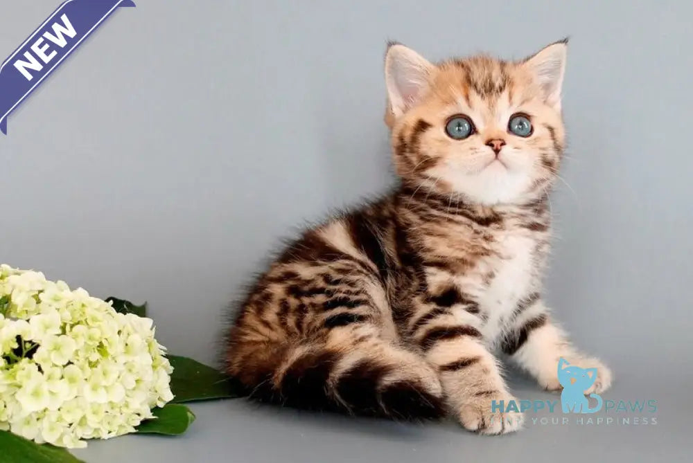 Nizar British Shorthair male black tabby live animals