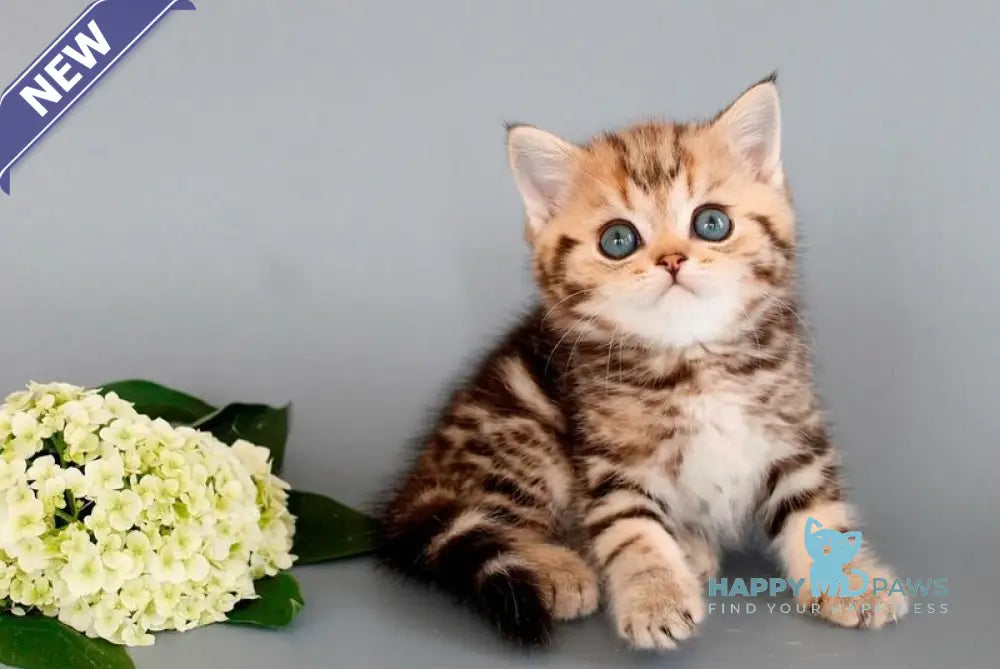 Nizar British Shorthair male black tabby live animals