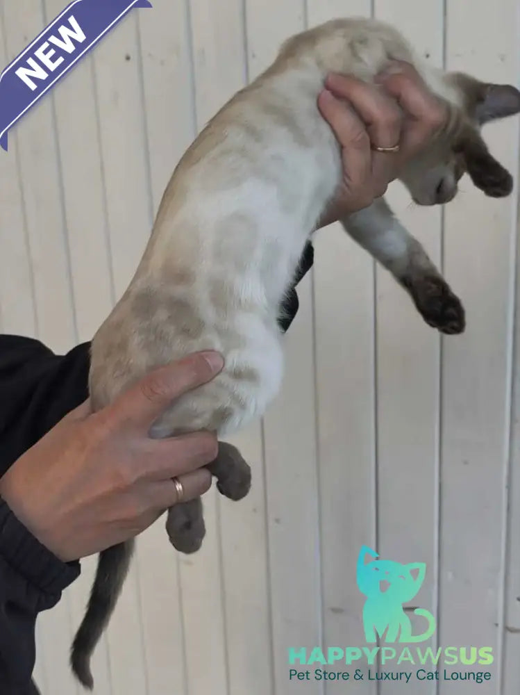 Noa Bengal female black silver spotted tabby pointed - live animals