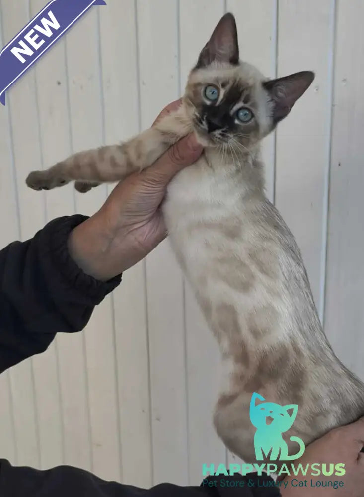 Noa Bengal female black silver spotted tabby pointed - live animals