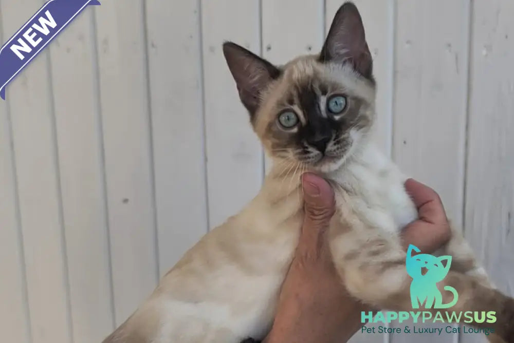 Noa Bengal female black silver spotted tabby pointed - live animals