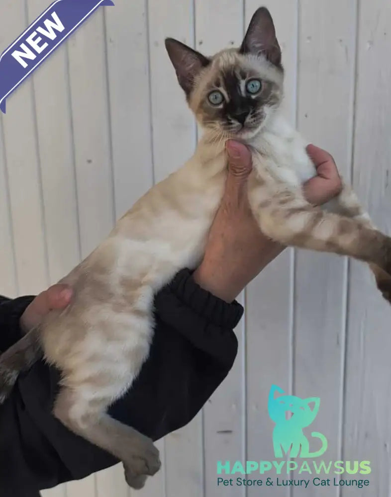 Noa Bengal female black silver spotted tabby pointed - live animals