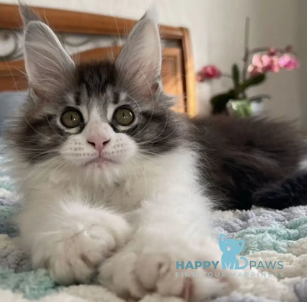 Noah Maine Coon polydactyl male black silver tabby bicolour live animals