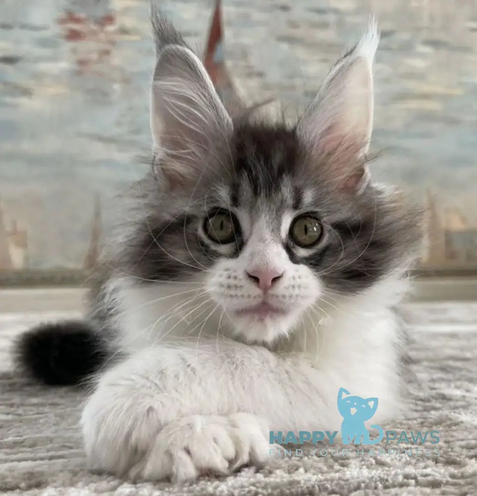 Noah Maine Coon polydactyl male black silver tabby bicolour live animals