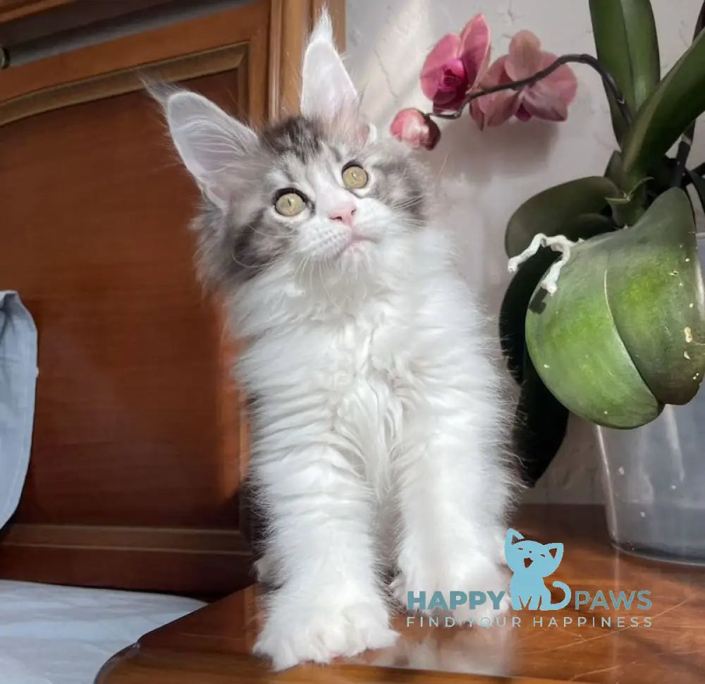 Noah Maine Coon polydactyl male black silver tabby bicolour live animals