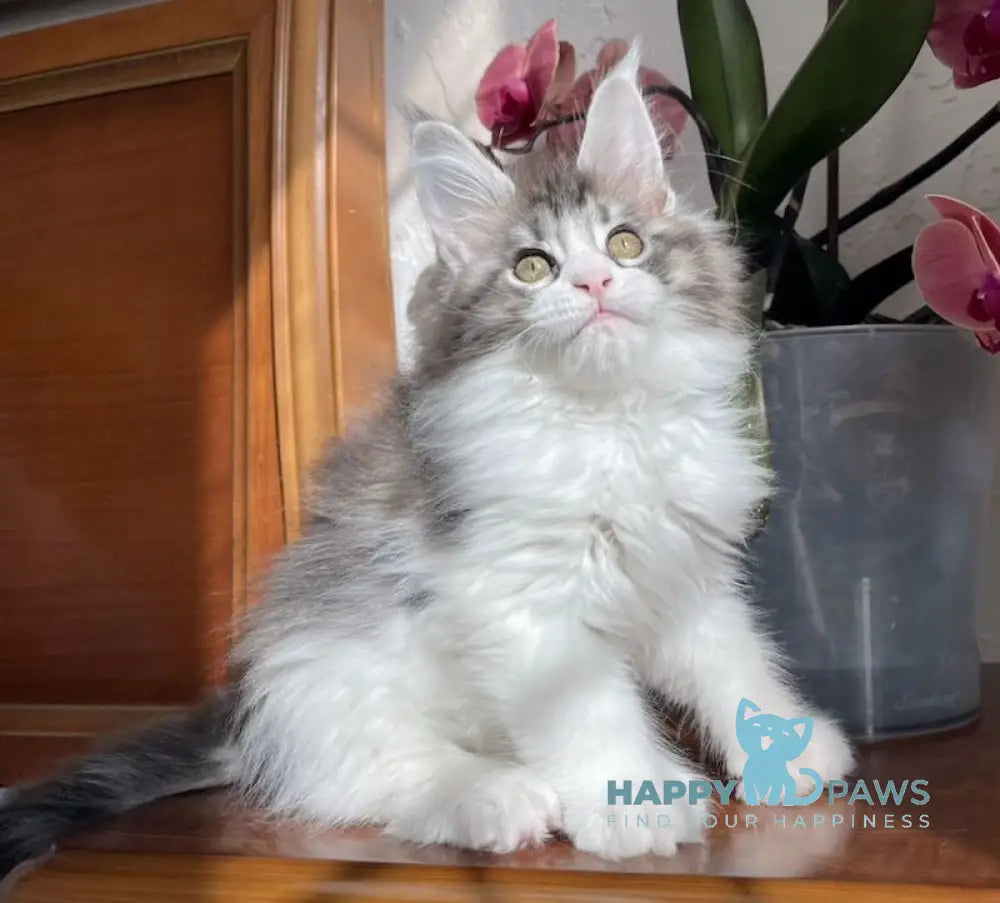 Noah Maine Coon polydactyl male black silver tabby bicolour live animals