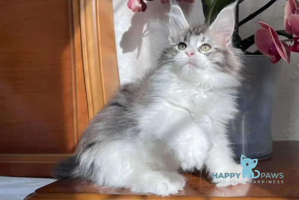Noah Maine Coon polydactyl male black silver tabby bicolour live animals