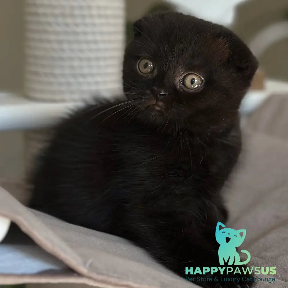 Noan Scottish Fold male black - live animals