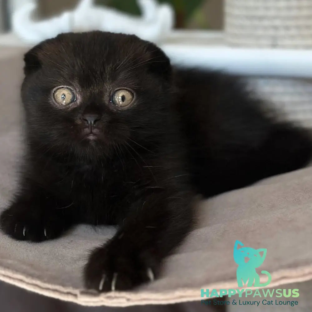 Noan Scottish Fold male black - live animals